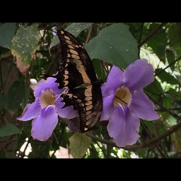 Meet your Posher, Elizabeth - Picture 1 of 1